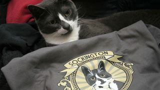Sockington the cat with a Sockington t-shirt
