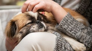 Pekingese sleeping as lapdog