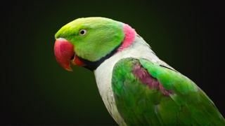 Alexandrine Parakeet