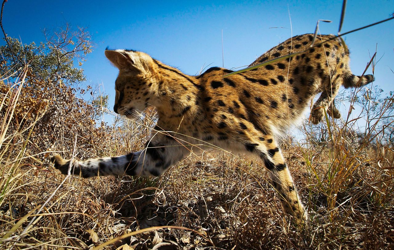 Image Copyright: BBC NHU/Chadden Hunter