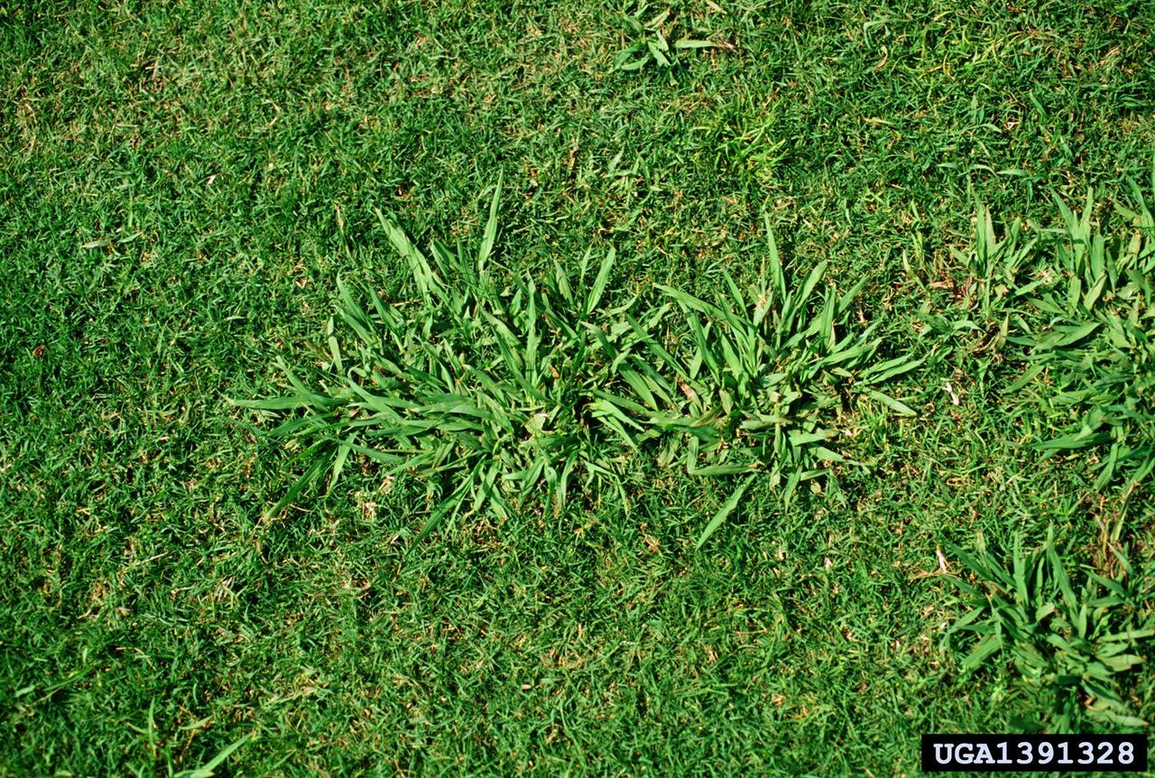 Green Dallisgrass