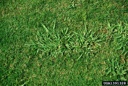 Green Dallisgrass