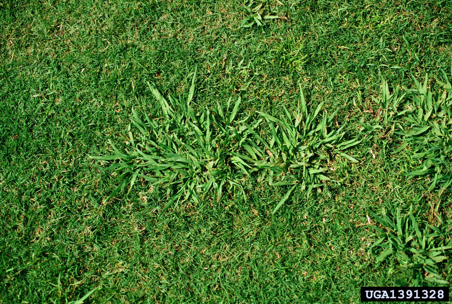 Get Rid Of The Stubborn Dallisgrass In Your Yard With These Tips