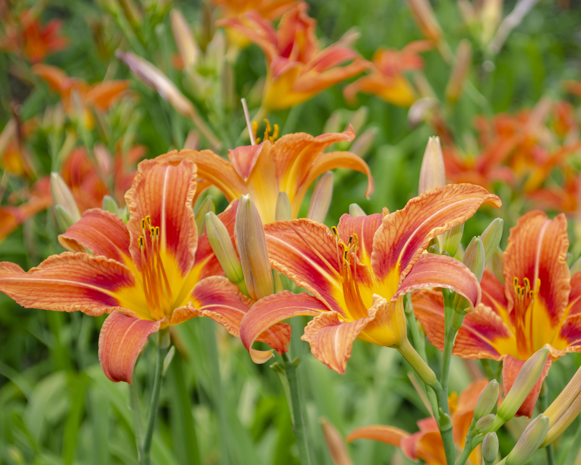 Close up of orange daylilies in full bloom