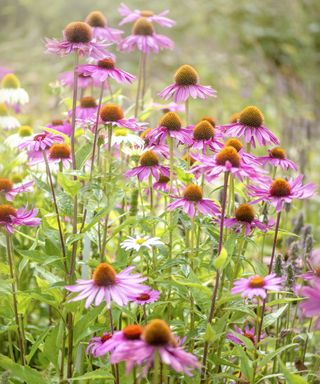 Echinacea