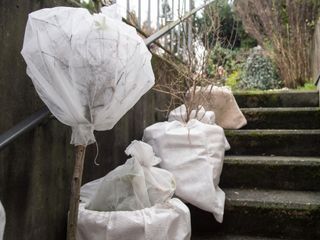 winter containers wrapped in horticultural fleece