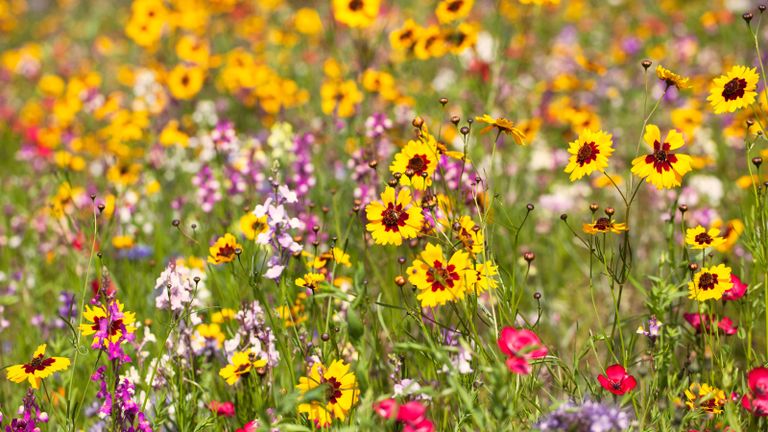 What to plant in March can include hardy annuals and climbers for a wildflower area
