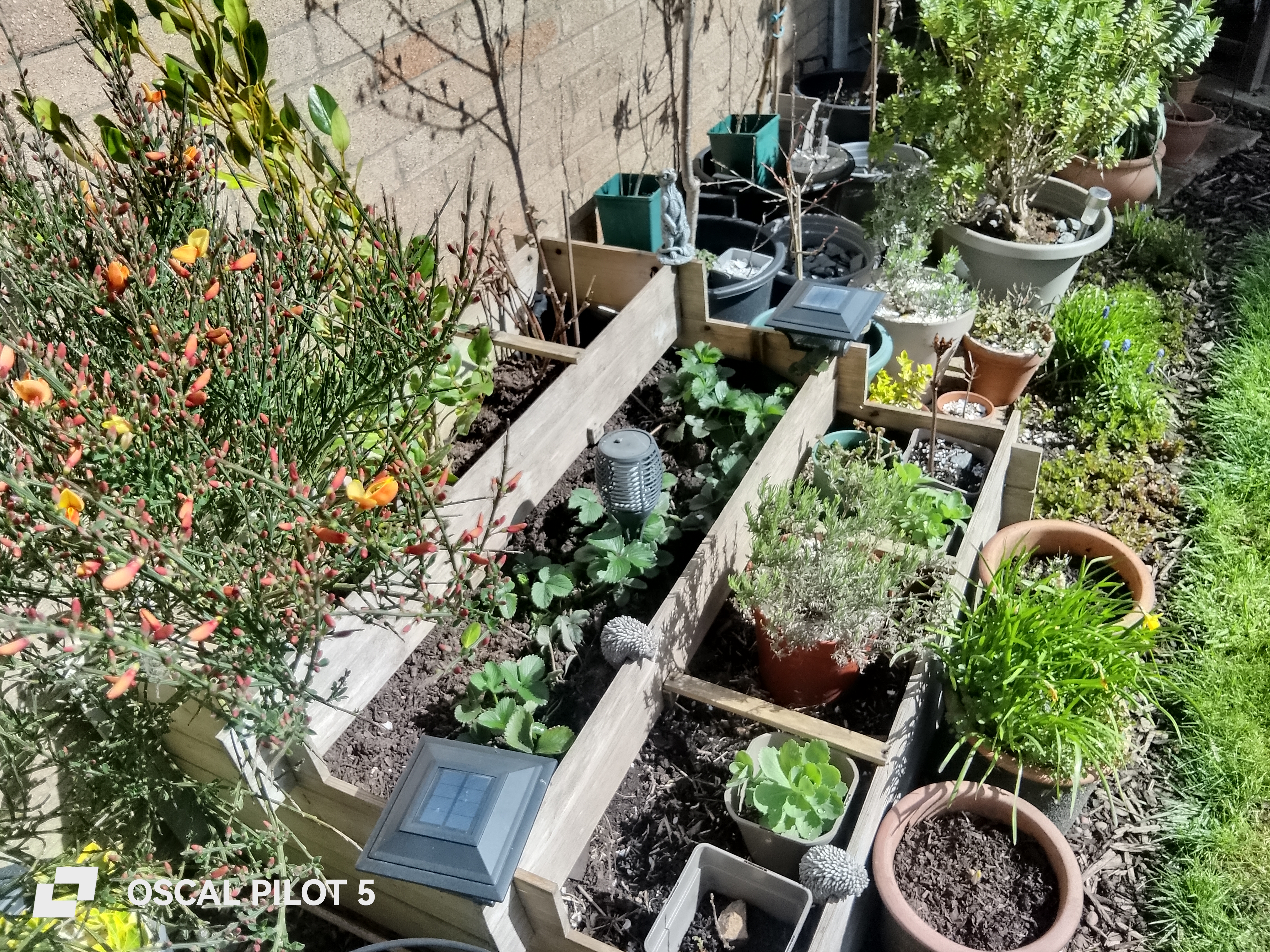 Oscal Pilot 5 Example Photos