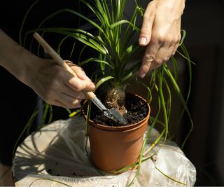 Repotting pony tail palm