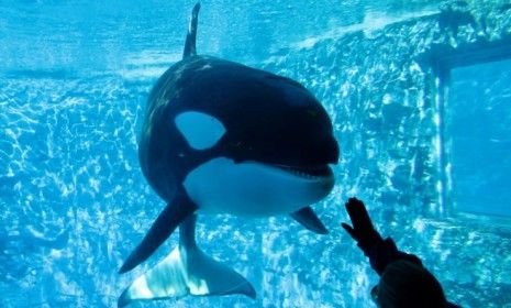 A tourist interacts with a whale at Sea World Orlando