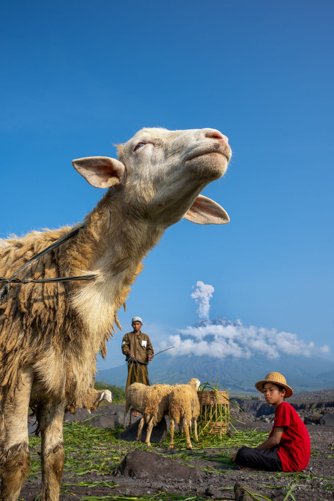 A sheep looks skyward in the foreground. In the background, a child in a red shirt sits beside a shepherd and more sheep, with a volcano visible against a clear blue sky