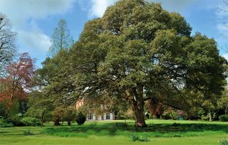 Oak tree