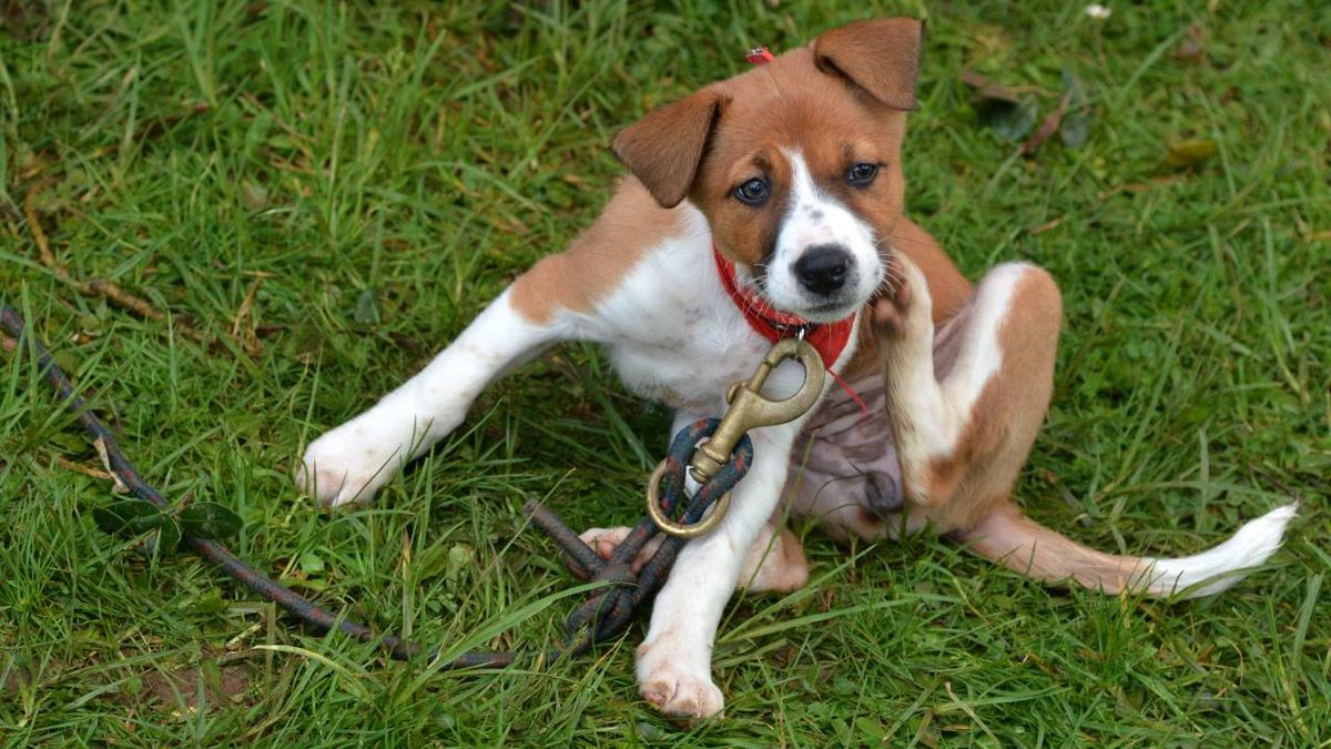 flea life cycle - a dog scratching