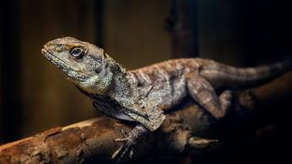 Frilled dragon