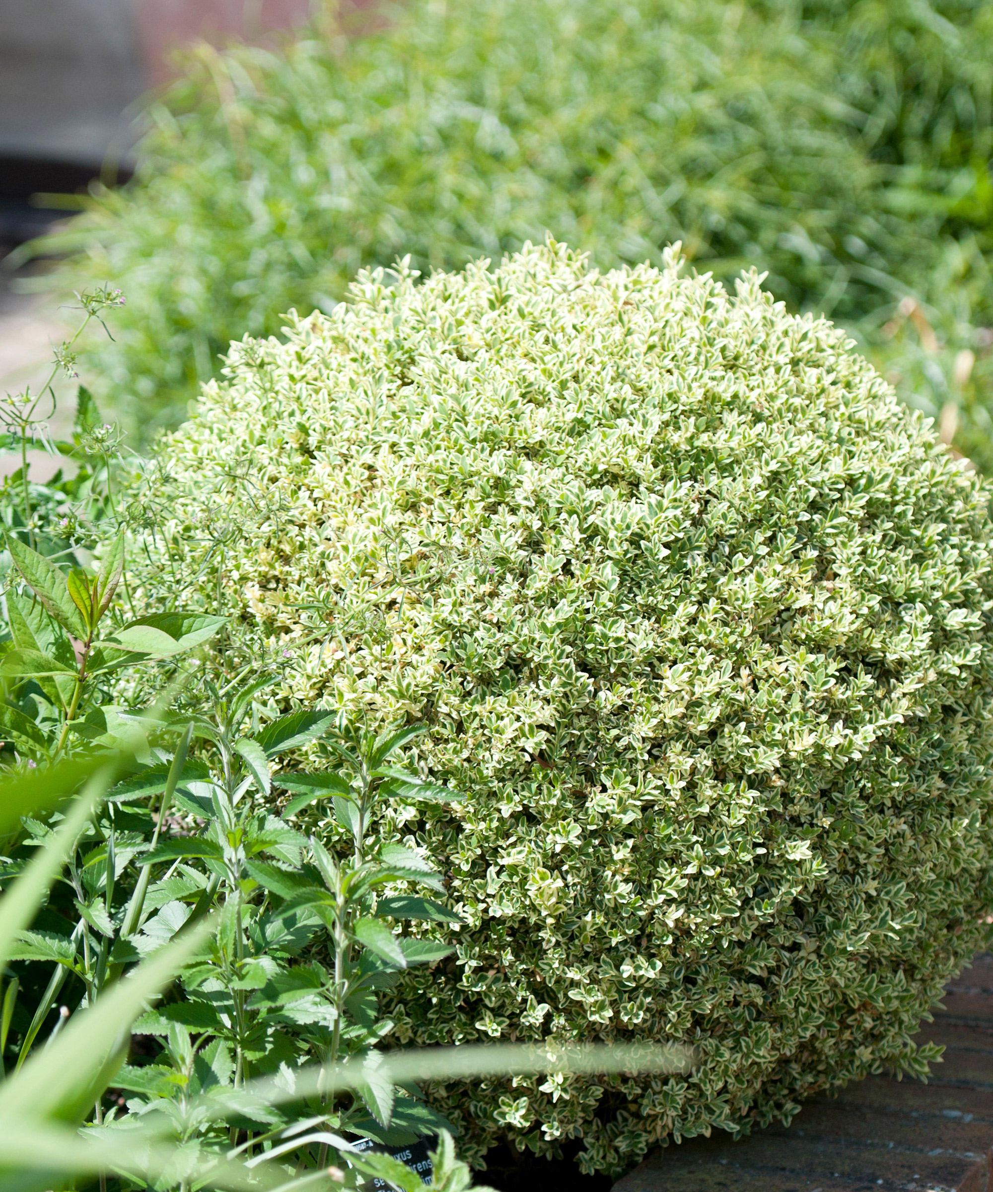 box Elegantissima pruned into a tight ball