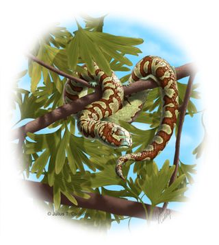 This image shows an artist’s depiction of the snake species Portugalophis lignites, which lived during the Upper Jurassic period, in a ginko tree. The fossil of this snake was found in the coal swamp deposits at Guimarota, Portugal.