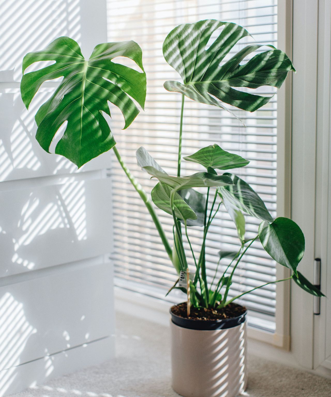 Will Spotify's new plant playlists help plants to grow with music? Gardeningetc