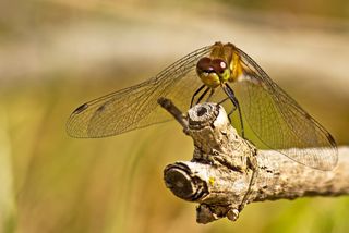 A dragonfly at Rachel Carson NWR