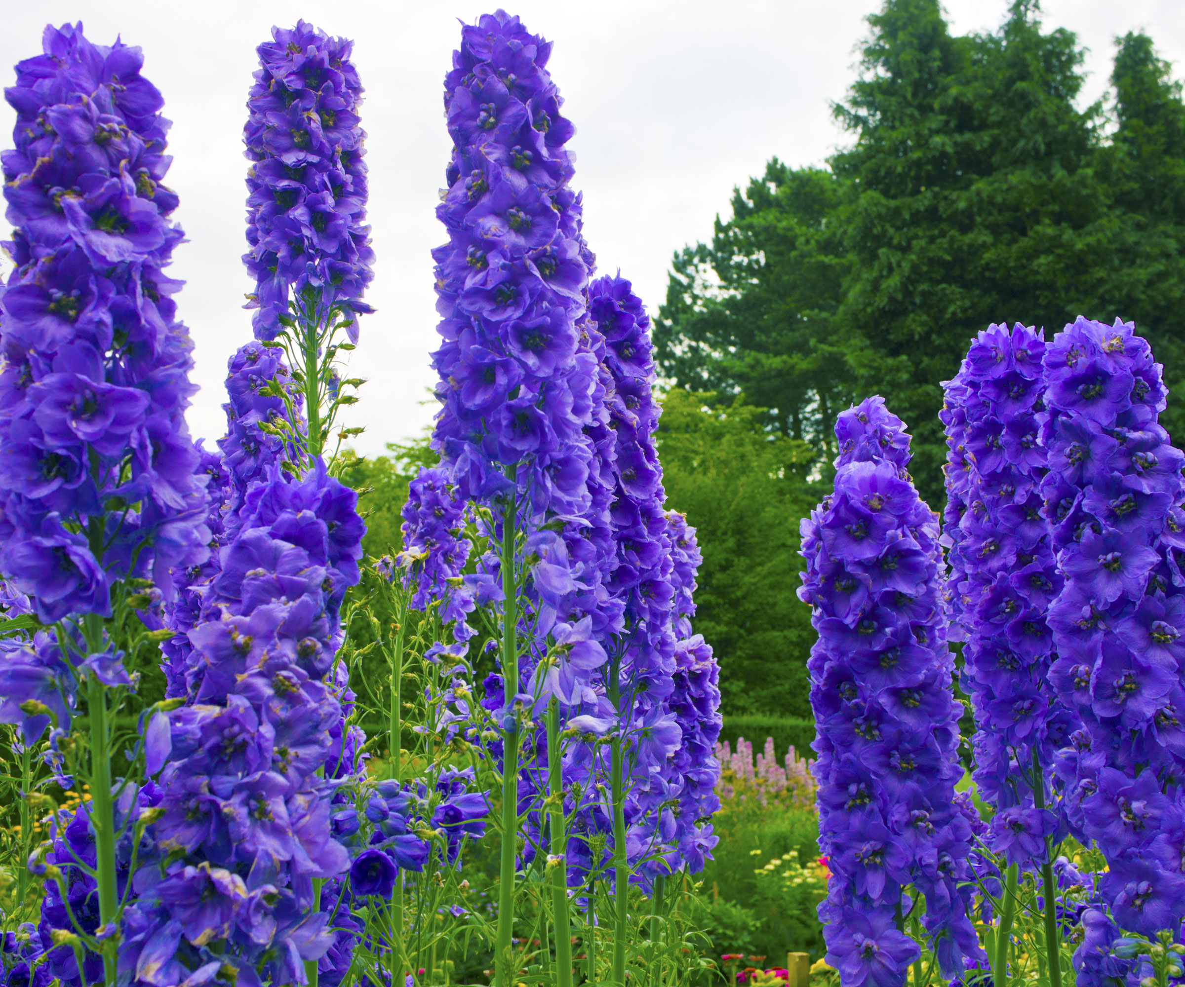delphiniums in garden border with deep purple blue flower heads