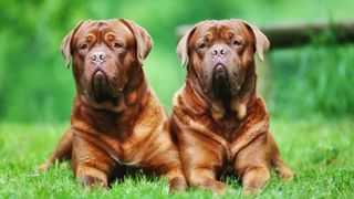 2 Dogues de bordeaux sitting calmly on the grass