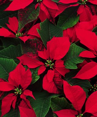 Close-up of poinsettias