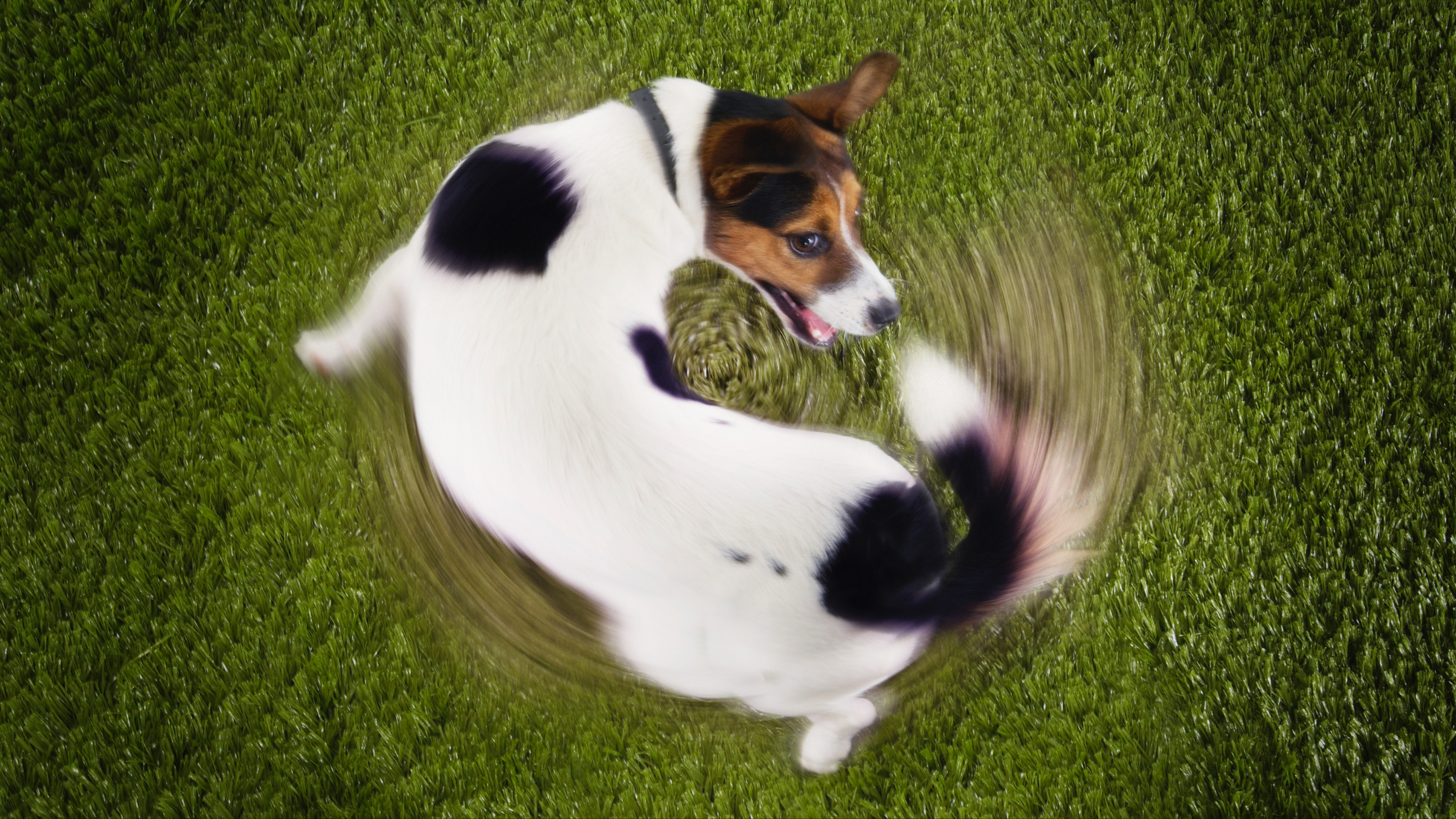 Jack Russell Terrier chasing tail