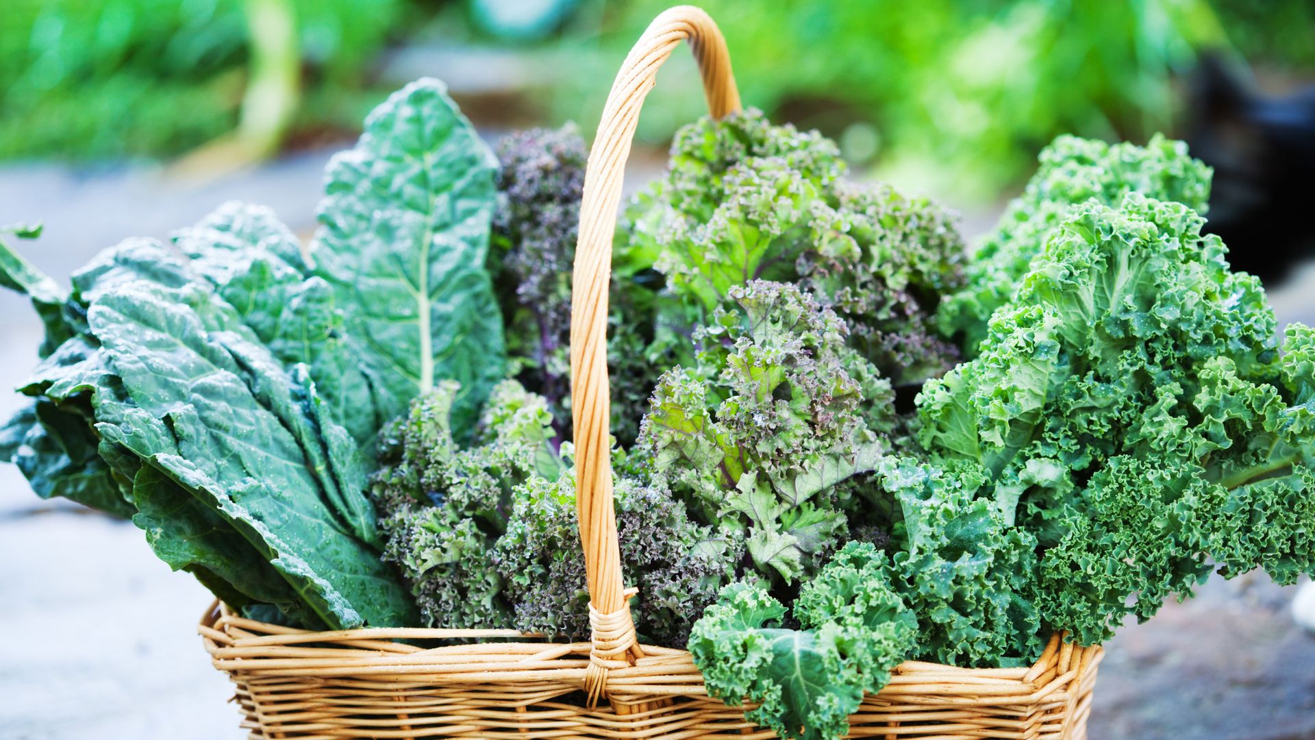 Kale Companion Planting The Best Plants To Grow With Kale