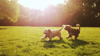 Two cocker spaniels running around a field playing together