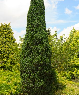Irish Yew, also known as Taxus baccata 'Fastigiata'