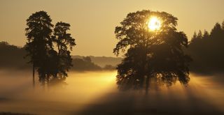 Dawn in Savernake Forest, Wiltshire, England, UK