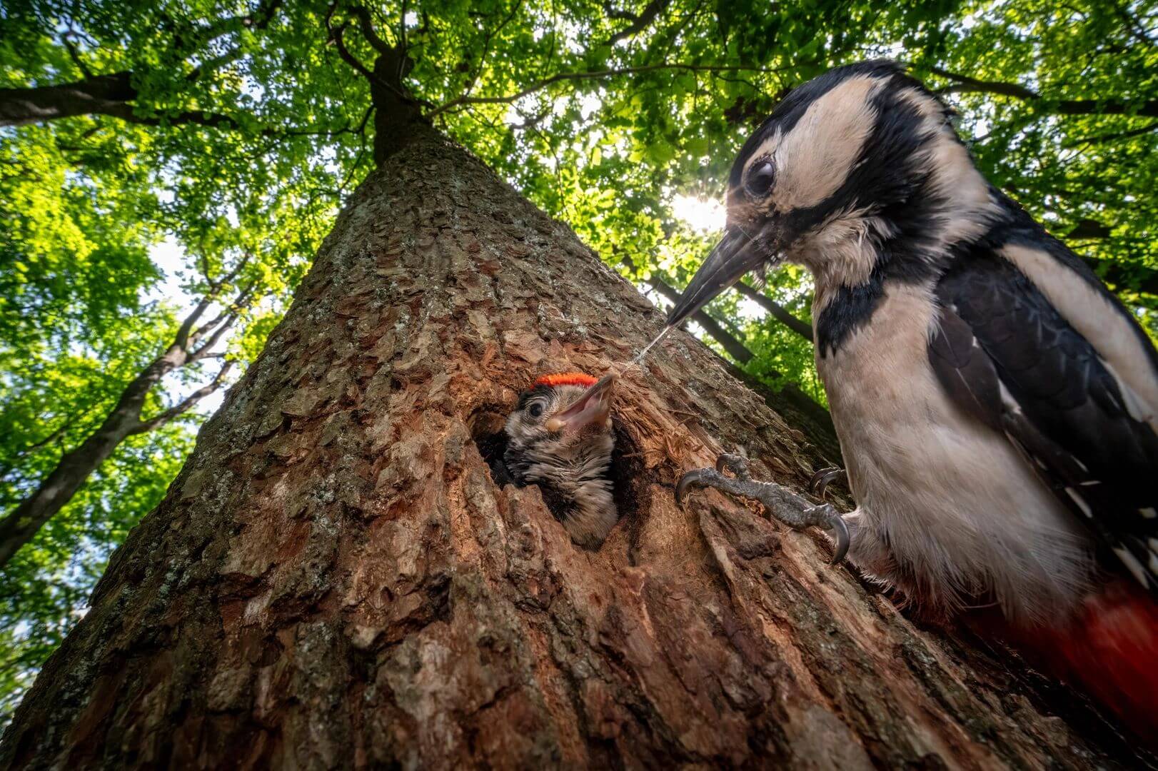 Woodpecker feeds chick in nest.