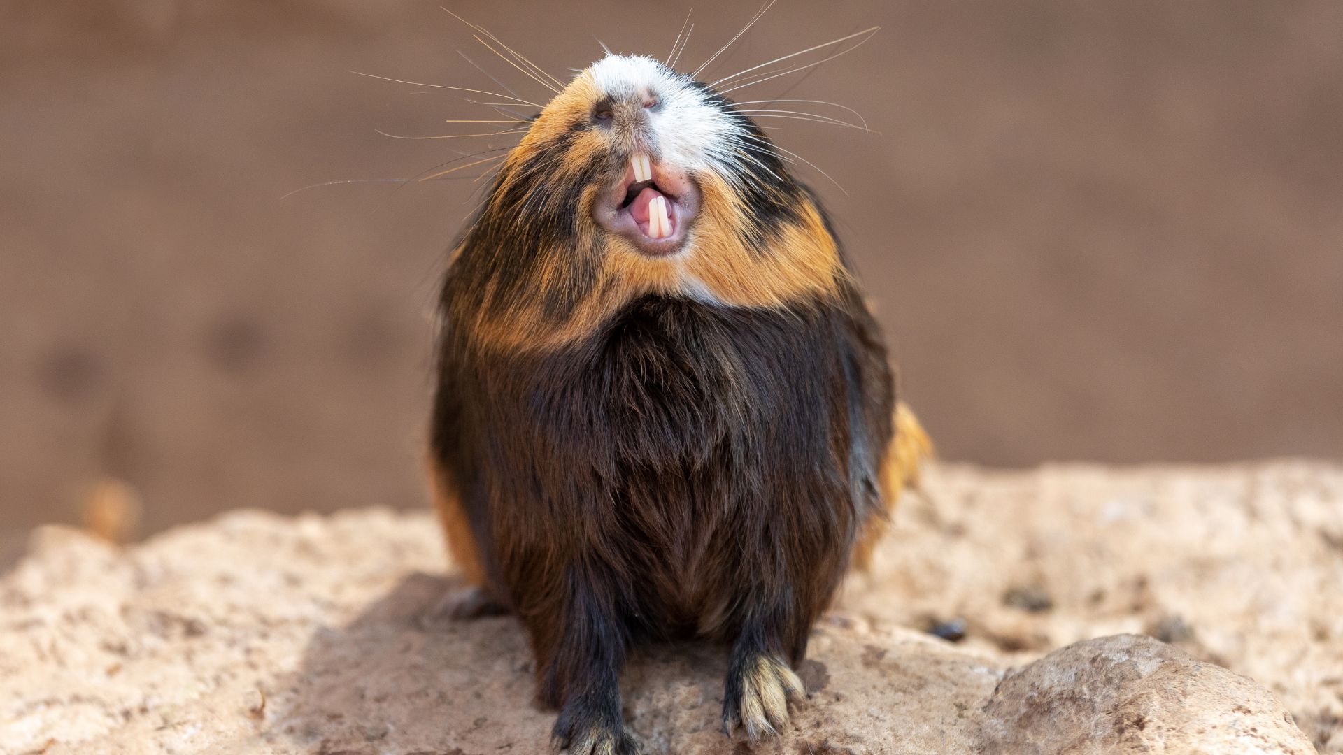 Guinea pig showing its four large teeth