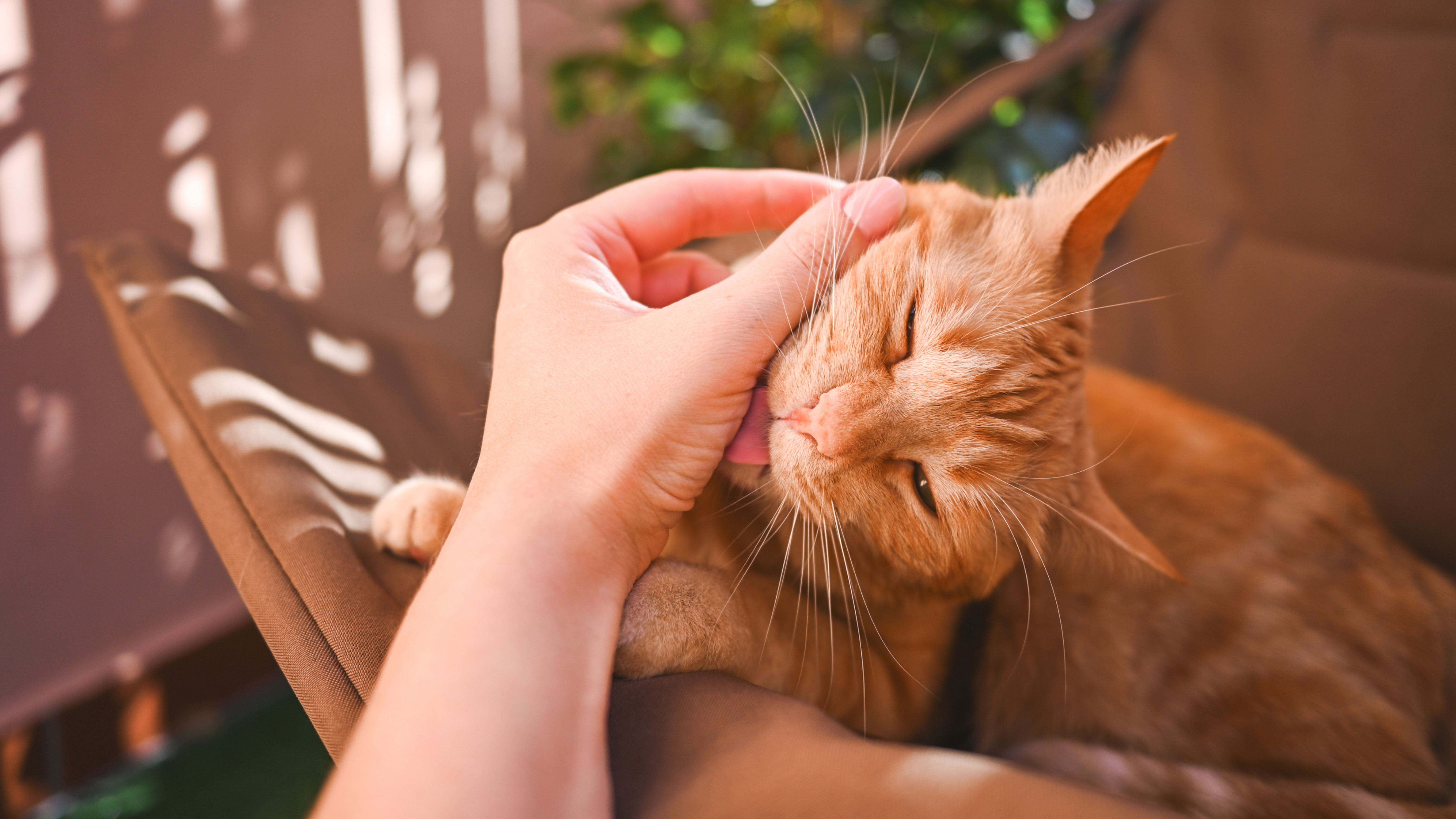 Cat licking person's hand