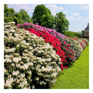 A garden with multi-colored rhododendron bushes