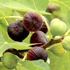 fig tree showing purple and green fruits