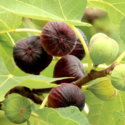 fig tree showing purple and green fruits