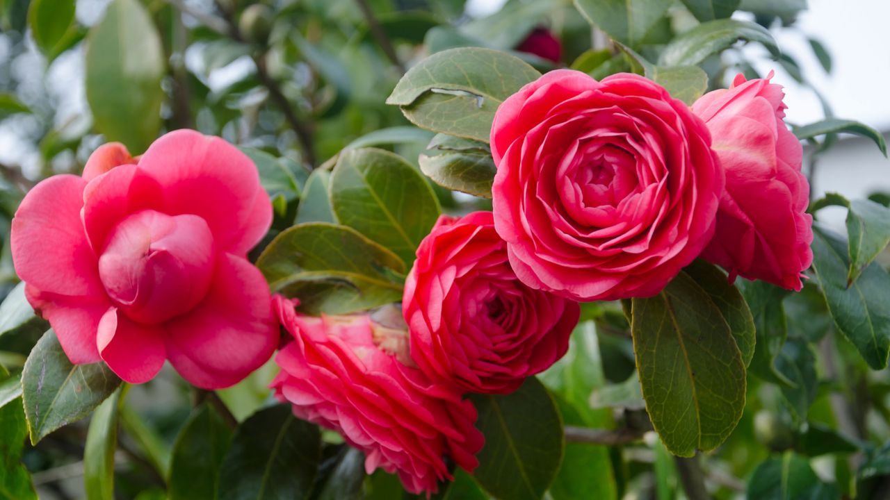 Camellias in green bush 