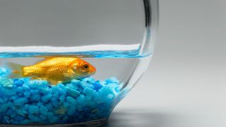 Goldfish in a bowl with blue gravel