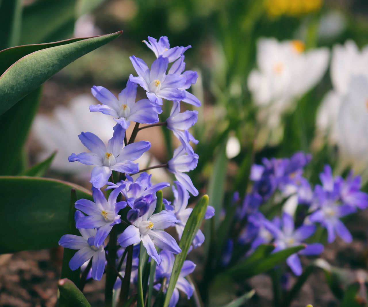 Glory of the snow care and growing guide: expert tips | Homes and Gardens