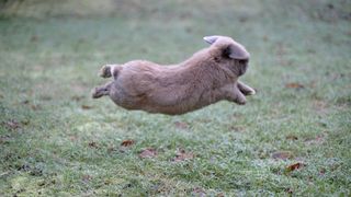 Rabbit leaping above grass