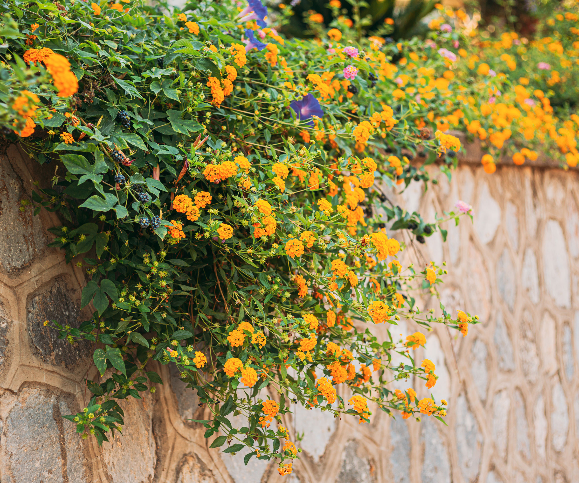 trailing lantana hanging over wall with bright orange flowers