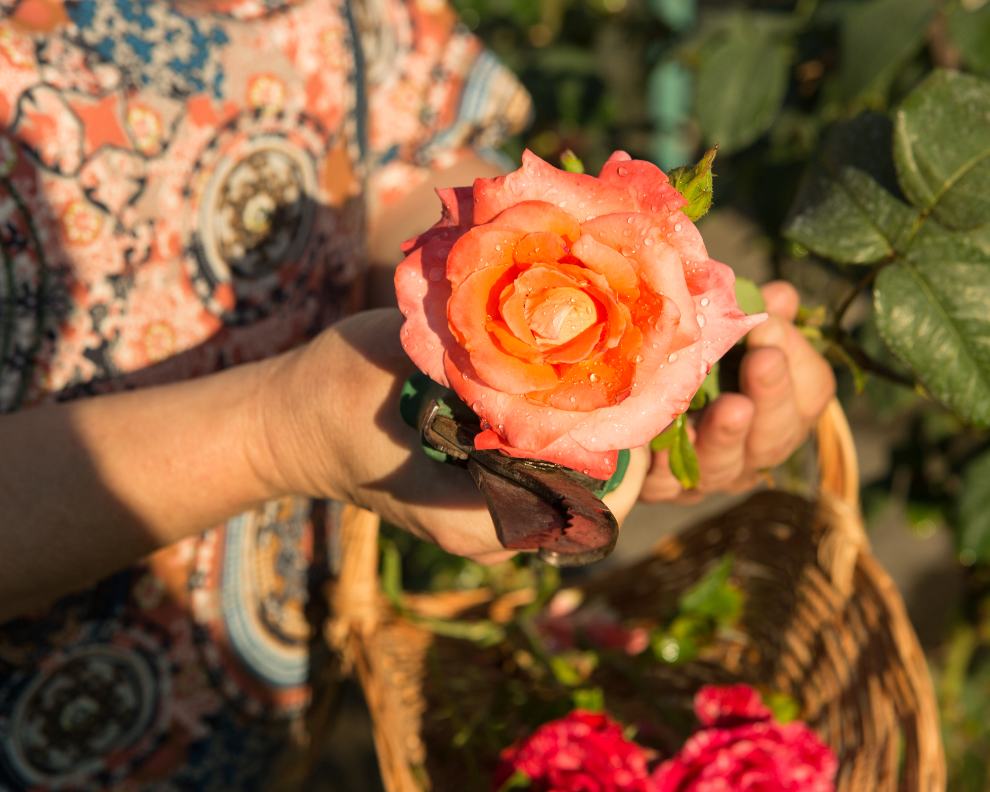 hands holding peach-colored rose with a basket
