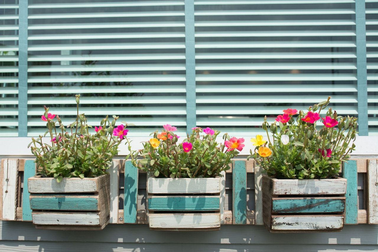 Potted Portulaca Flowers