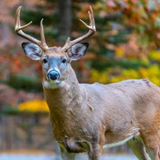 Buck deer in fall garden
