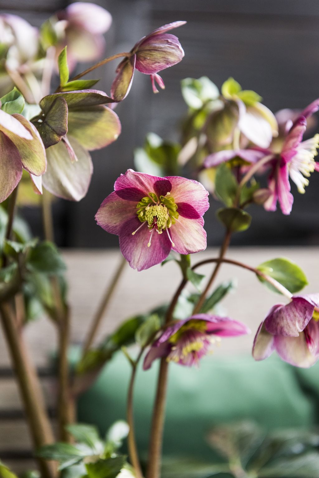 Best plants for winter colour our favourite picks for creating seasonal interest Gardeningetc