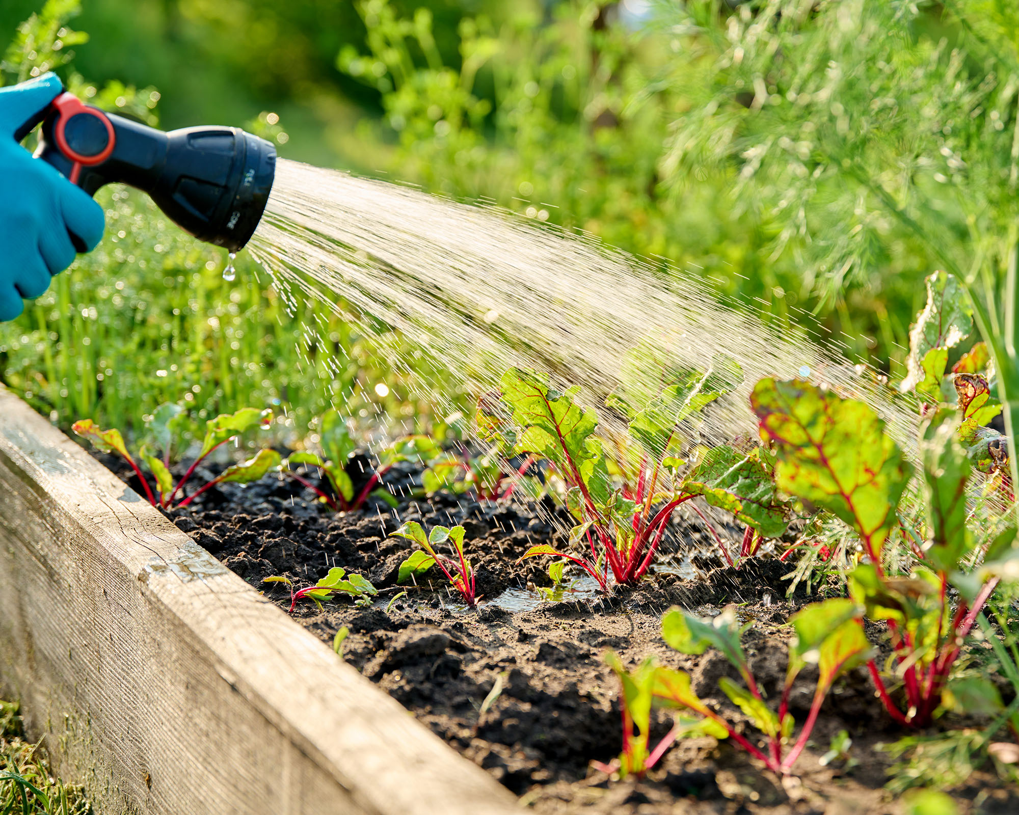 Close up of a hand with a hose sprayer watering beet plants growing in a raised garden bed
