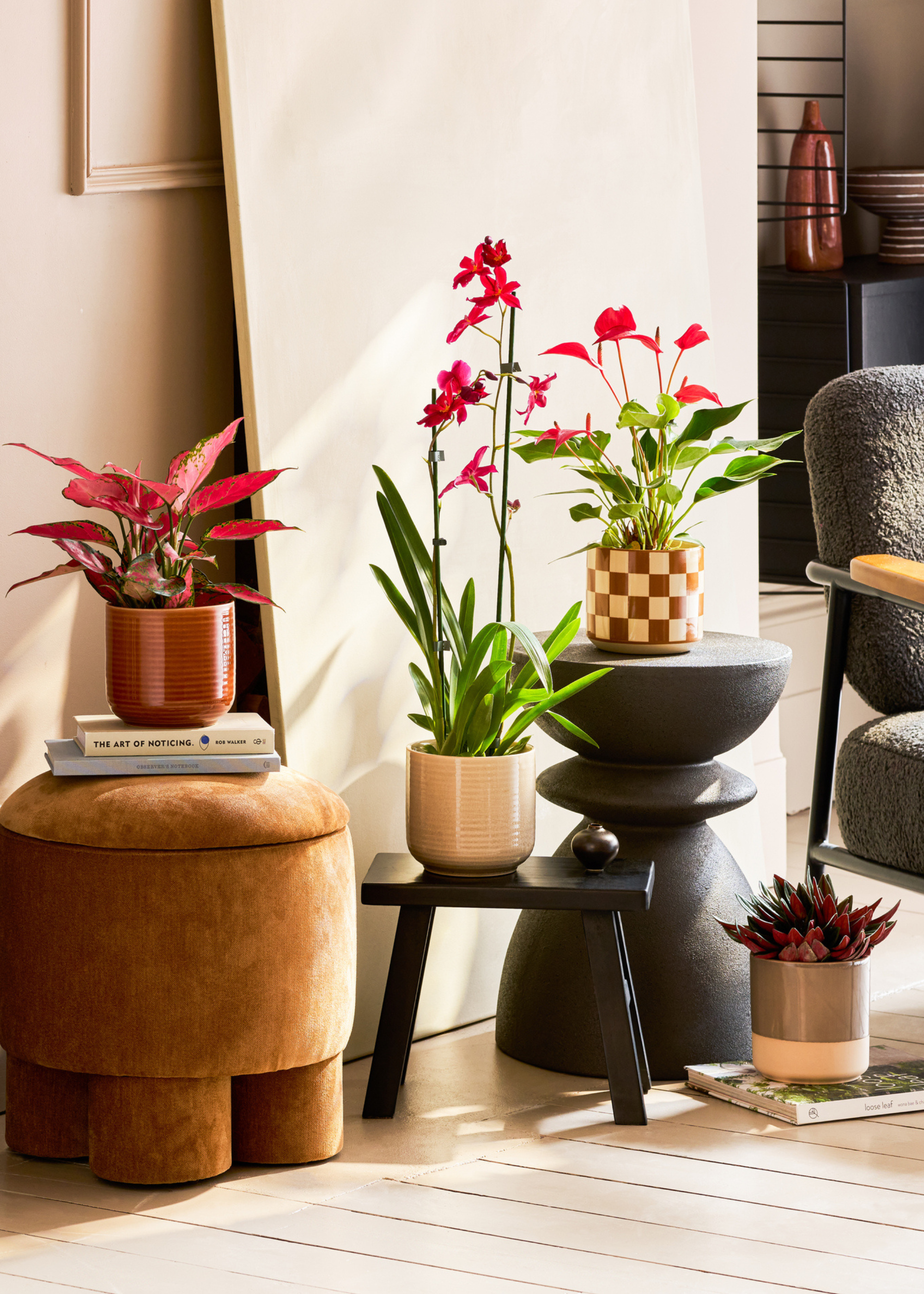 A group of colorful houseplants from Patch Plants