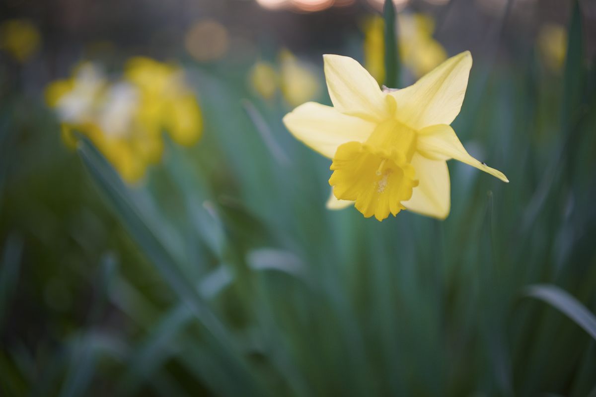 Daffodil close up, taken with the Sigma BF camera and Sigma 35mm F2 DG lens