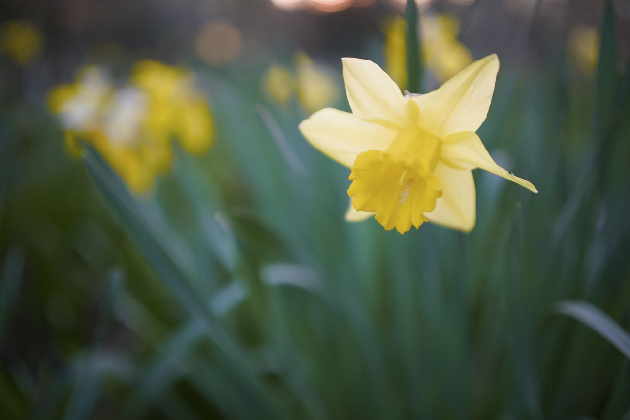 Daffodil close up, taken with the Sigma BF camera and Sigma 35mm F2 DG lens