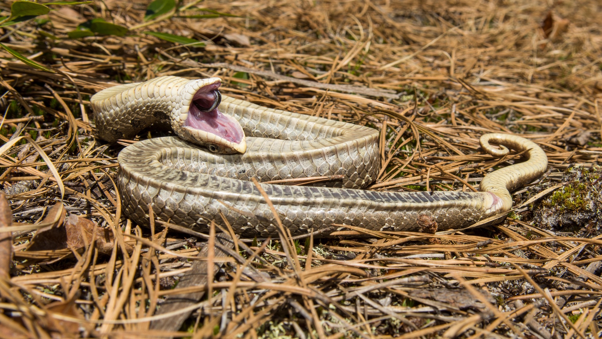 Hognose snake playing dead